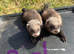 Ferrets for sale