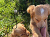 Cocker spaniel puppies