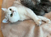 4 Champion Bloodline Pedigree Scottish Fold/Straight Kittens