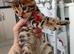 1 stunning pure breed bengal kit left