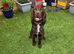 Beautiful Sprocker Male. 12 months