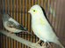 Canaries  x2