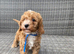 Beautiful fox red cavapoochon pups