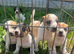 Jack Russell puppies for sale