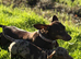 Dachshund male puppies