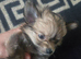 Puppy for sale