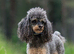 Phantom toy poodleb