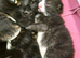 Rescue Cats/Kittens Ready to View/Reserve