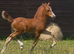 Quality Welsh Section C filly
