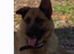 Gorgeous German Shepherd boy