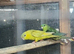 Proven pair off linolated parreakeet