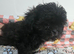 2 x Shih Tzu puppies