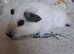 Baby Guinea Pigs