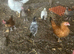 Pol leghorns