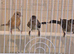 3 red siskin x canary f1s so can breed