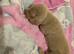 1 isabella male dashound left