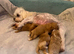 Exceptional F1 Maltipoo puppies