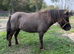 Beautiful blue dun mare