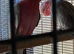Proven breeding pair Galah Cockatoos  Sold subject to collection