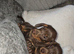 Miniature dachshund