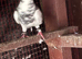 High flyer fancy pigions