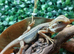 Thunderbolt Bearded Dragons