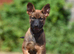 I want to rehome my 10 weeks old Belgium malinos BRN registered 56641