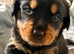Gorgeous full pedigree Rottweiler puppies