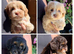 TINY TOY MALTIPOO’S Health tested parents