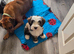 Two Tibetan Terriers: 18-month-old male and 6-month-old female.