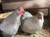 5 Pekin hens for sale
