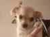 One little boy left pedigree chihuahua