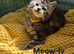 Maine Coon kittens for sale