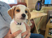 Jack russel cross