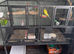 Two budgies with cage