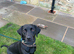 Working Labrador Puppies for Sale