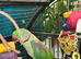 Male Alexandrine Parrot semi tamed