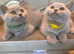 Gorgeous BSH Kittens