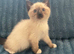 Two Ragdoll/Mainecoon Kittens Ready