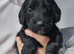 Schnocker Boy - Vet Checked - Ready Now
