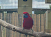 Male Crimson Rosella
