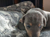 LILAC/BLUE and TAN JACK RUSSELL PUPPIES