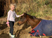 British riding pony