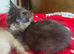 Tortoiseshell female semi long haired kittens