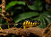 Mangrove Snake
