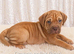 8 mastiff puppies