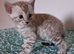 Stunning Charcoal Bengal kittrns