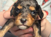 F1b toy Cavapoos