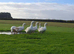 Premium Large-Strain Embden Breeding Stock