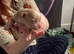 Chinese crested puppies